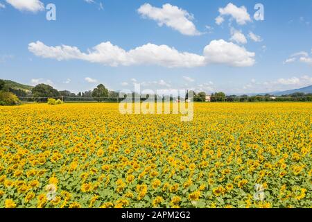 Italie, vaste champ de tournesol en été Banque D'Images