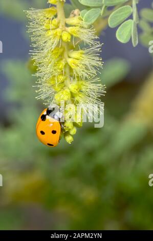 Un Arizona Ladybug se nourrissant sur le nectar d'une fleur de Mesquite Tree. Banque D'Images