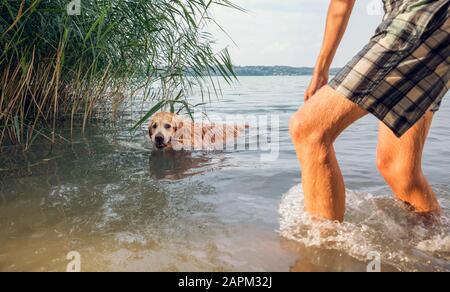 Homme jouant avec son Golden Retriever dans un lac Banque D'Images