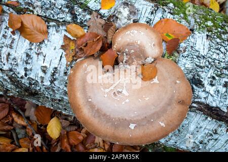 Allemagne, polypore de bouleau sur tronc d'arbre de bouleau en automne Banque D'Images