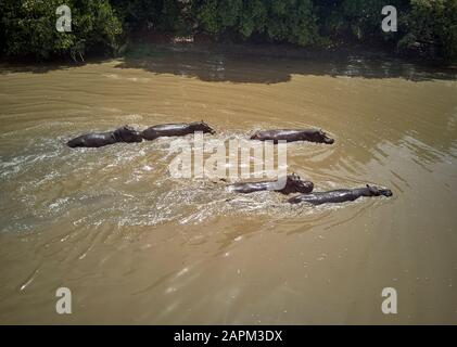 Bénin, Groupe de hipos traversant la rivière Pendjari brune Banque D'Images