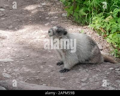 vue latérale d'une marmotte sur un sentier au parc national des glaciers du montana, aux états-unis Banque D'Images