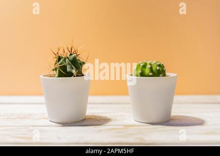 Deux cactus en pots Banque D'Images