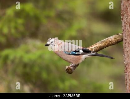 eurasien jay perché sur une brindille, Garrulus glandarius, Finlande Banque D'Images