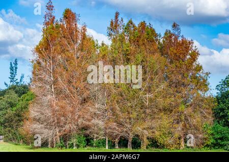 Arbres cyprès de Bald (Taxodium distichum) - Parc des hauts de l'arbre, Davie, Floride, États-Unis Banque D'Images