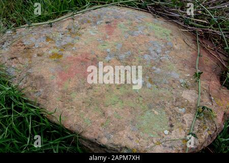 Différents types de Lichen poussant sur un rocher dans la forêt nationale de Cleveland , Orange County , Californie; USA Banque D'Images