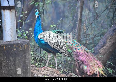Un paon indien pris dans sa perche naturelle. Campus de JNU, New Delhi, Inde Banque D'Images