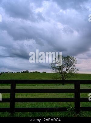 Nuages gris Au-Dessus du cheval de pâturage dans la campagne Banque D'Images