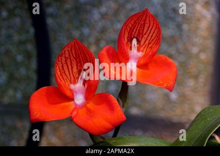 DISA Uniflora, de minuscules orchidées rouges d'Afrique du Sud Banque D'Images