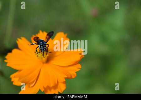 Une abeille au néon couckoo (Thyreus nitidulus) perchée sur la fleur de cosmos de soufre. Surakarta, Indonésie. Banque D'Images