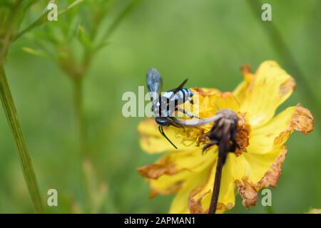 Une abeille au néon couckoo (Thyreus nitidulus) perchée sur la fleur de cosmos de soufre. Surakarta, Indonésie. Banque D'Images