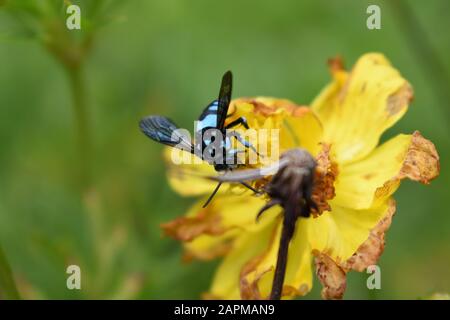 Abeille dague manteau (Thyreus sp) perchée sur une fleur de cosmos de soufre. Surakarta, Indonésie. Banque D'Images