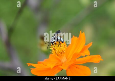 Une abeille au néon couckoo (Thyreus nitidulus) perchée sur la fleur de cosmos de soufre. Surakarta, Indonésie. Banque D'Images