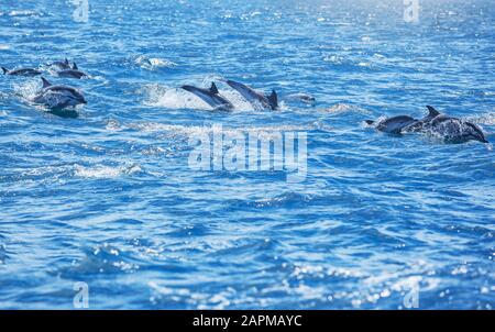 Dauphins à rayures (Stenella coeruleoalba) nageant ensemble, détroit de Gibraltar, Andalousie, Espagne, Europe Banque D'Images