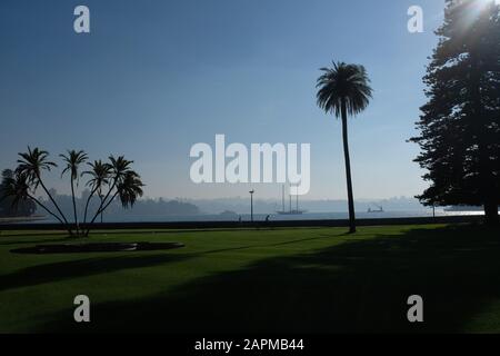 Jardins botaniques royaux de Sydney, Farm Cove et le port de Sydney avec des palmiers dans la brume matinale et une goélette et des ferries sur l'eau Banque D'Images