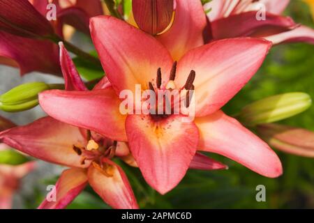 Gros plan de Lilium asiatique rose et rouge - fleur de nénuphars en été Banque D'Images