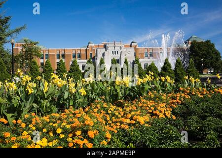 Frontières plantées d'orange profond Tagetes 'Zenith' - Marigold, jaune Canna - Indian Shot fleurs avec bâtiment administratif en arrière-plan en été Banque D'Images