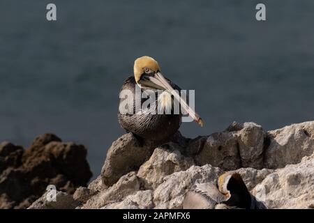 Pelican brun de Californie (Pelecanus occidentalis), debout sur le rocher près de Malibu, Californie.Océan Pacifique en arrière-plan. Banque D'Images