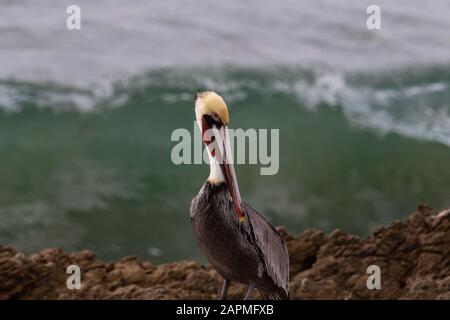 Pelican brun de Californie (Pelecanus occidentalis), debout sur le rocher près de Malibu, Californie. Océan Pacifique avec surf brisant en arrière-plan. Banque D'Images