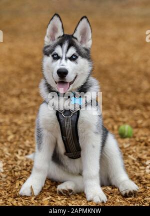 Chiot mâle Husky sibérien Banque D'Images