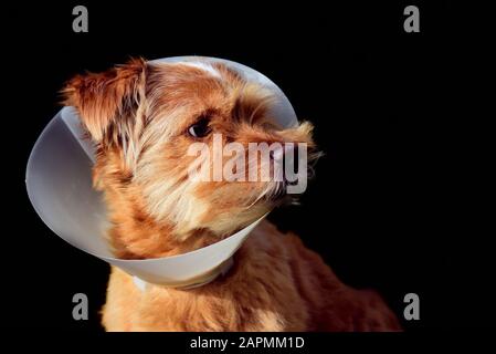 Un petit chien mignon brun poilu se trouve devant un fond sombre et a un volant en plastique blanc autour de son cou parce qu'il a été médicalement traité Banque D'Images