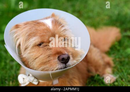 Un petit chien mignon de coiffure brun se trouve à l'extérieur dans la prairie et a un volant en plastique blanc autour de son cou parce qu'il a été médicalement traité Banque D'Images