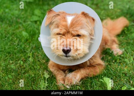 Un petit chien mignon de coiffure brun se trouve à l'extérieur dans la prairie et a un volant en plastique blanc autour de son cou parce qu'il a été médicalement traité Banque D'Images