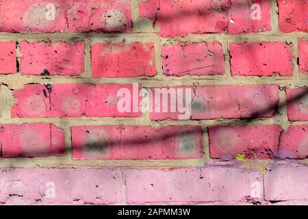 Fragment d'un vieux mur de brique peint la peinture rose avec une ombre des branches d'arbres sur une journée ensoleillée. Contexte abstrait Banque D'Images