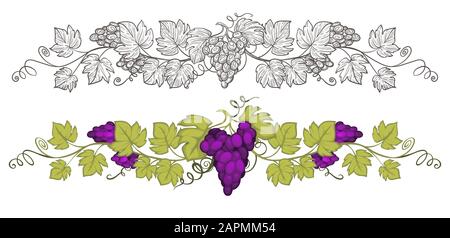 Grapevine avec des raisins dessinés à la main croquis et cadre vectoriel coloré Illustration de Vecteur