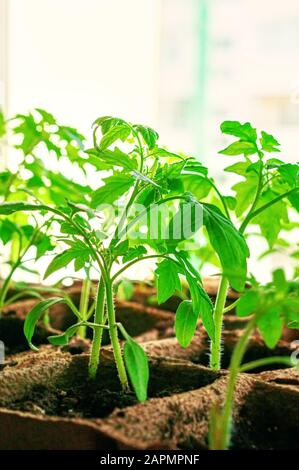 plants de tomates dans des pots de tourbe et de papier sur la fenêtre. Remplacement du plastique par un matériau biodégradable écologique. Gros plan. Banque D'Images