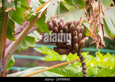 Parque De Banana Rouge Frais Bio Dans L'Arbre Banque D'Images