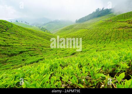 Vue panoramique sur la plantation de thé près de Munnar à Kerala, en Inde du Sud, le jour couvert Banque D'Images