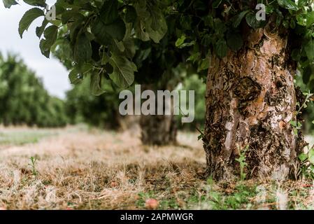 Chemin au milieu d'un vieux verger de pomme - vue à faible angle de l'écorce d'arbre ancienne Banque D'Images