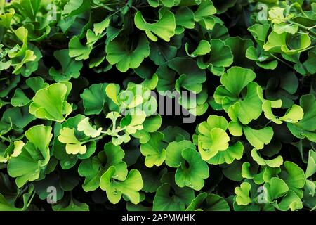 Feuilles de ginkgo biloba (Yin Xing), vert vif et frais. Fond de texture naturelle. Symbole Ying yang Banque D'Images