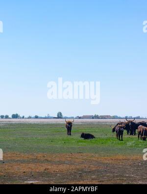 Les aurochs se trouvent sur le terrain dans le parc national de Hortobagy, en Hongrie Banque D'Images