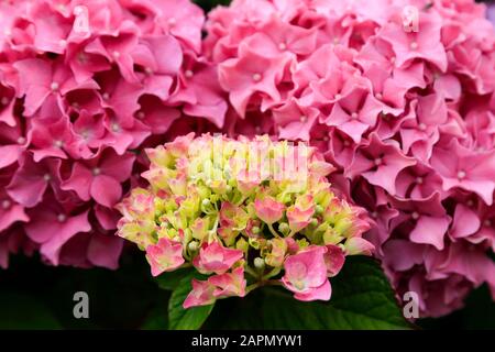 Fleurs roses Hydrangea, gros plan au soleil. Banque D'Images