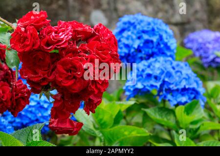 Roses rouges et fleurs d'Hydrangea bleues, gros plan au soleil. Banque D'Images