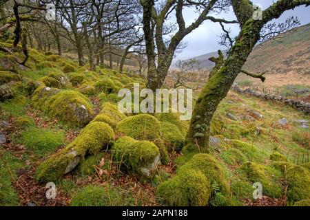 WistmaN'S Wood Dartmoor Devon Réserve Naturelle Nationale Banque D'Images