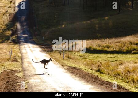 Kangourou sautant sur la route entourée d'un champ couvert dans la verdure Banque D'Images