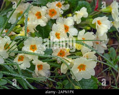 Primevères Primula vulgaris poussant dans le cimetière de Norfolk UK Banque D'Images