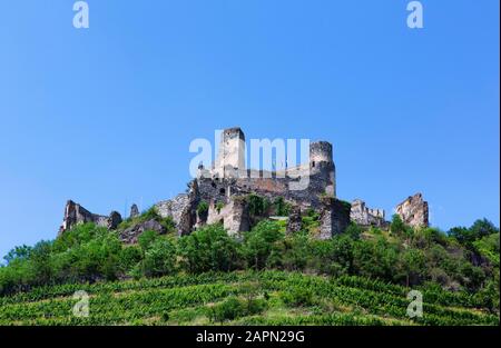 Région viticole, vignes, ruines du château de Senftenberg, Senftenberg, Kremstal, Wachau, Basse-Autriche, Autriche Banque D'Images