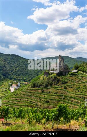 Région viticole, vignes, ruines du château de Senftenberg, Senftenberg, Kremstal, Wachau, Basse-Autriche, Autriche Banque D'Images