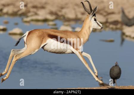 Gros plan d'une gazelle de course avec une rivière large en arrière-plan Banque D'Images