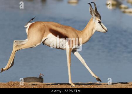 Gros plan d'une gazelle de course avec une rivière large en arrière-plan Banque D'Images