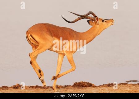 Gros plan d'une gazelle galopant sur la plaine de la savane En Namibie Banque D'Images