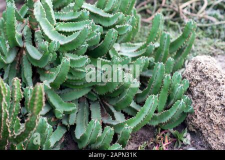 Cactus pousse Bush sur un lit de fleurs ornementales rocheux. Le nom latin est Euphorbia resinifera. Banque D'Images