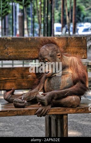 Grand singe assis sur un banc en short, gros plan Banque D'Images