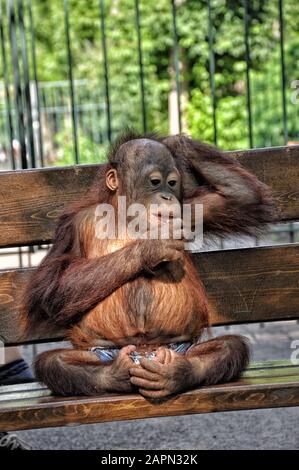 Grand singe assis sur un banc en short, gros plan Banque D'Images