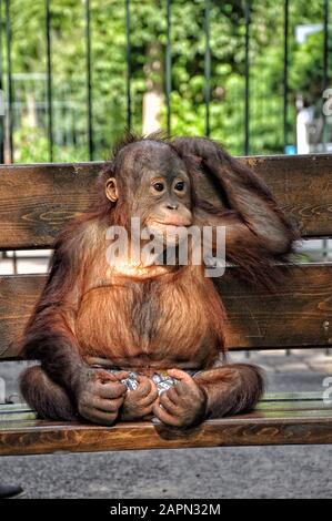 Grand singe assis sur un banc en short, gros plan Banque D'Images