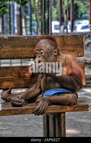 Grand singe assis sur un banc en short, gros plan Banque D'Images